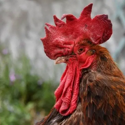 Además, los demandantes deberán pagar por daños y perjuicios.