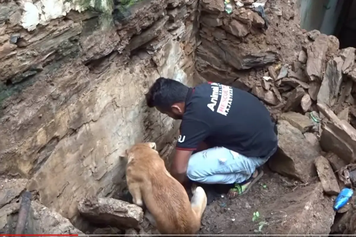 El animal luchó incansablemente para poner a salvo a sus bebés