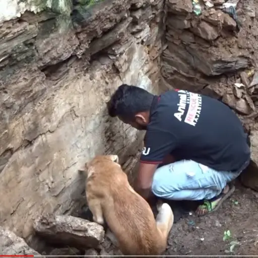 El animal luchó incansablemente para poner a salvo a sus bebés