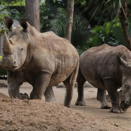rinocerontes-blancos-zoo-la-aurora-1 ,