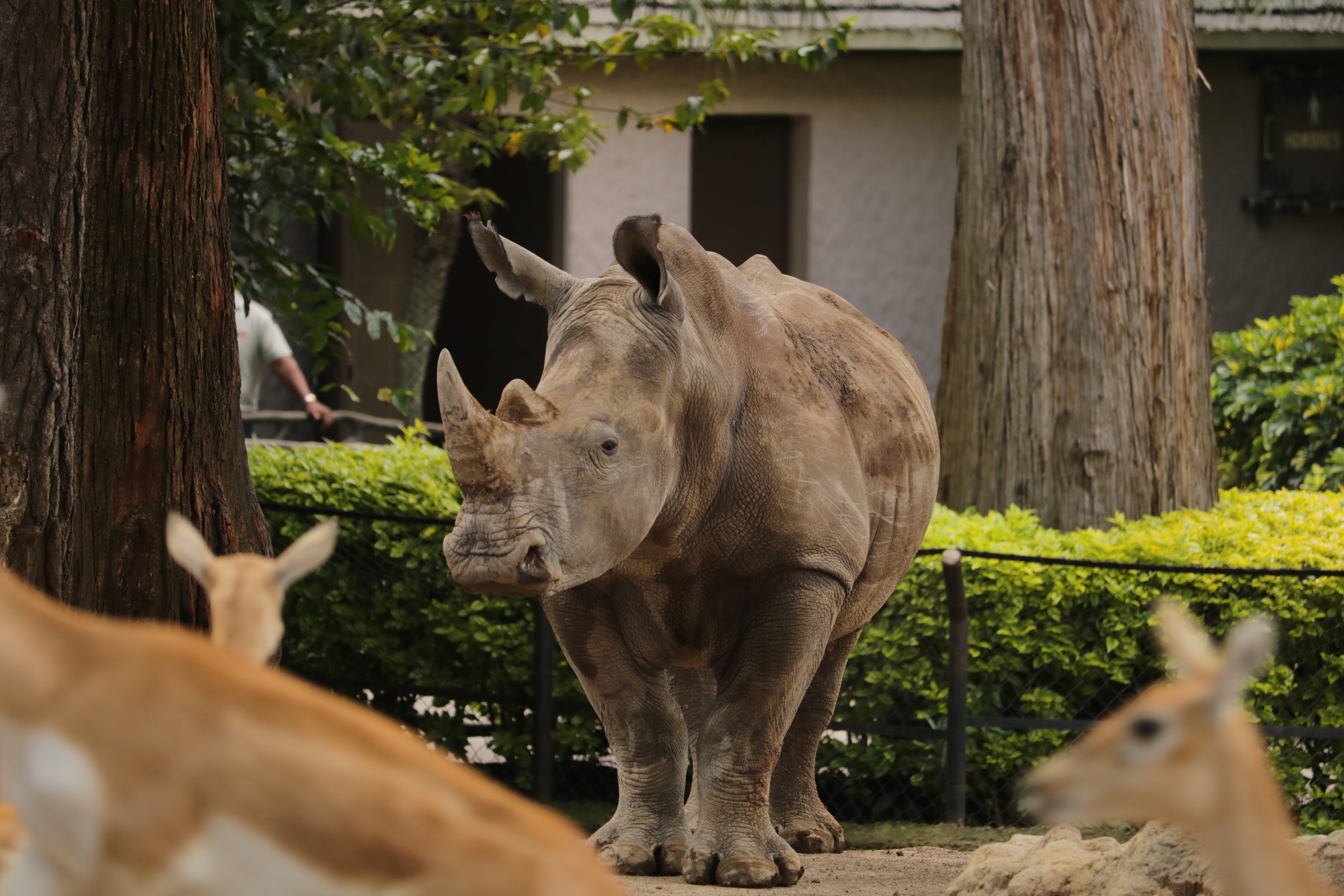 rinocerontes-blancos-zoo-la-aurora-2 | 