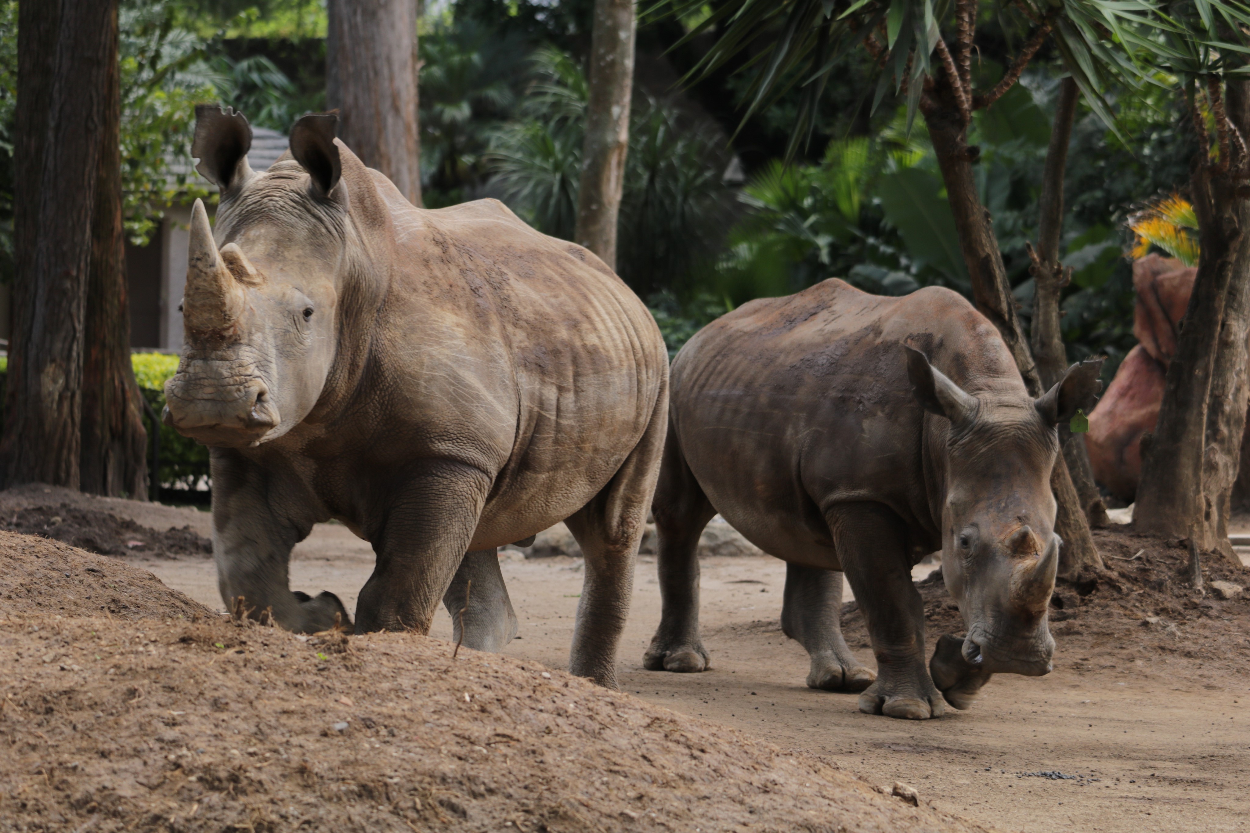 rinocerontes-blancos-zoo-la-aurora-3 | 