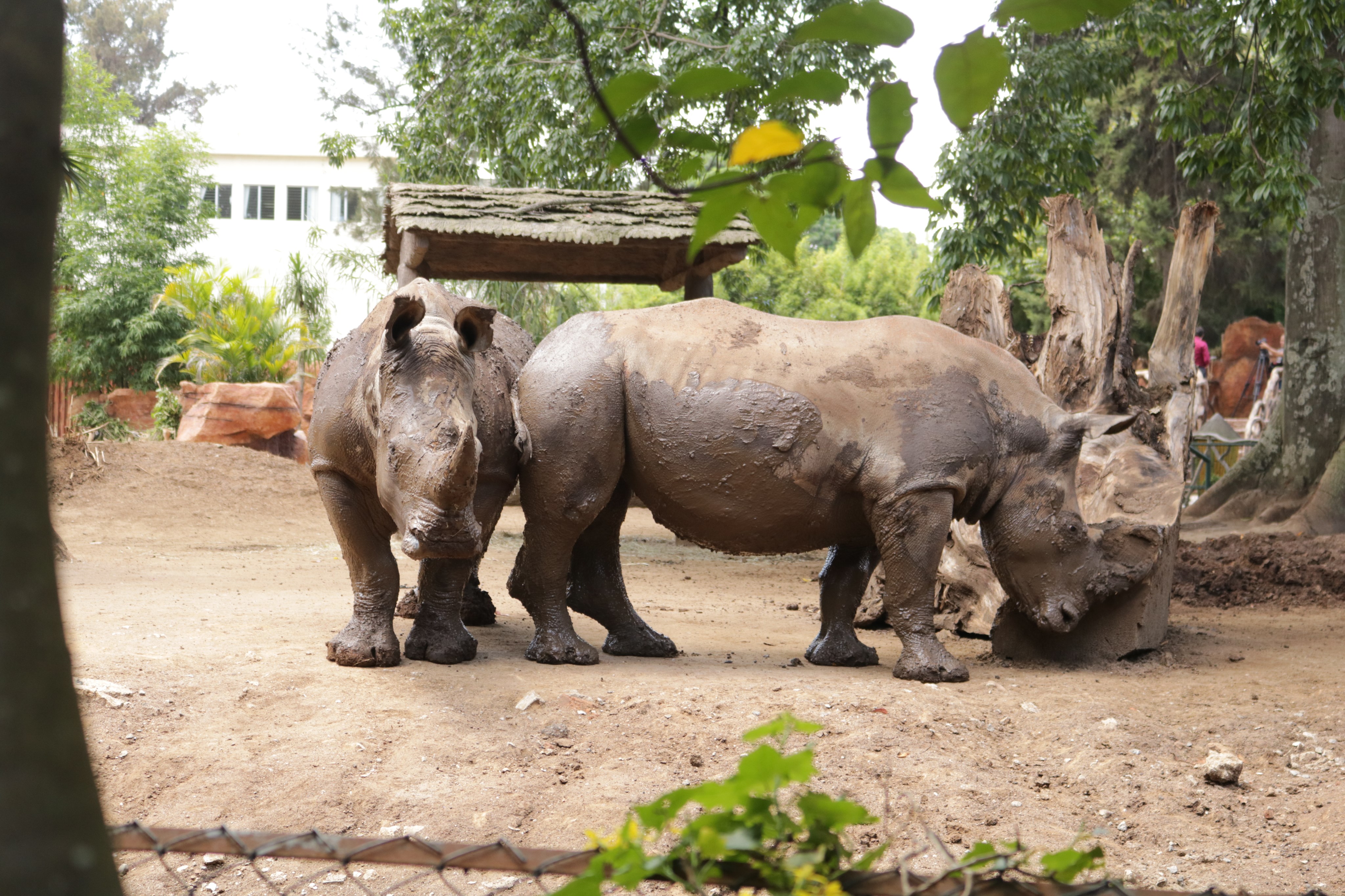 rinocerontes-blancos-zoo-la-aurora-6 | 