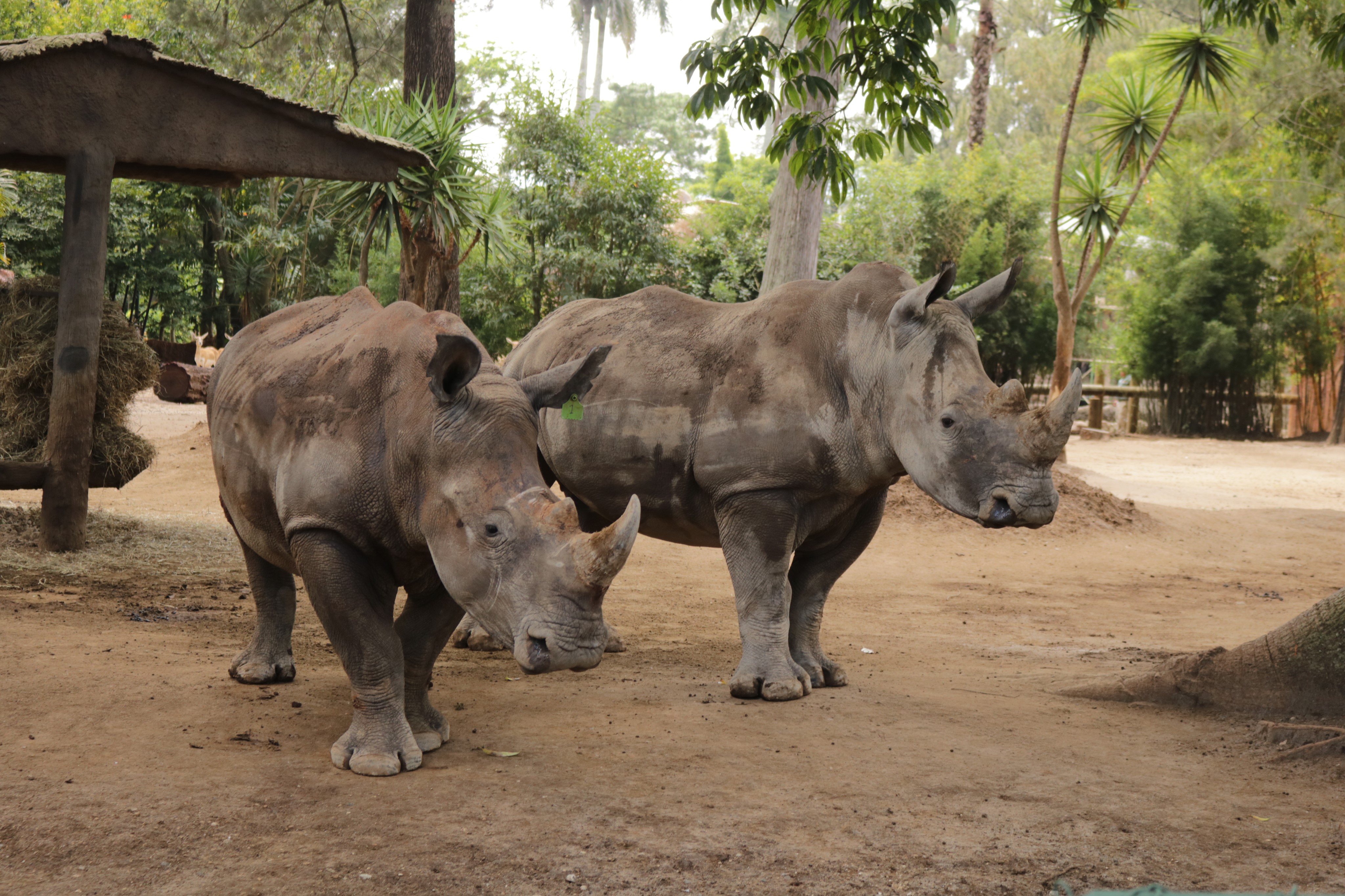 rinocerontes-blancos-zoo-la-aurora-4 | 