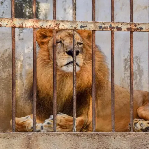 Sus cuidadores por respeto y amor lo mantienen vivo.