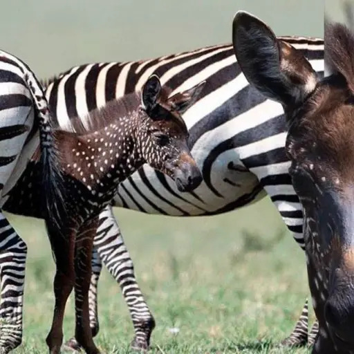 Cebra-marrón_00000-1200x642 ,