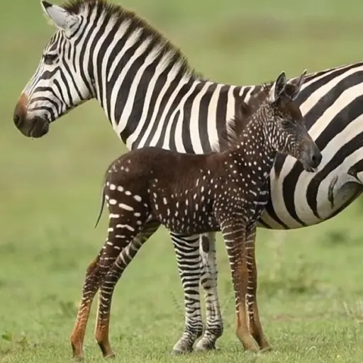 melanistic-zebra_page_2019-10-19 ,