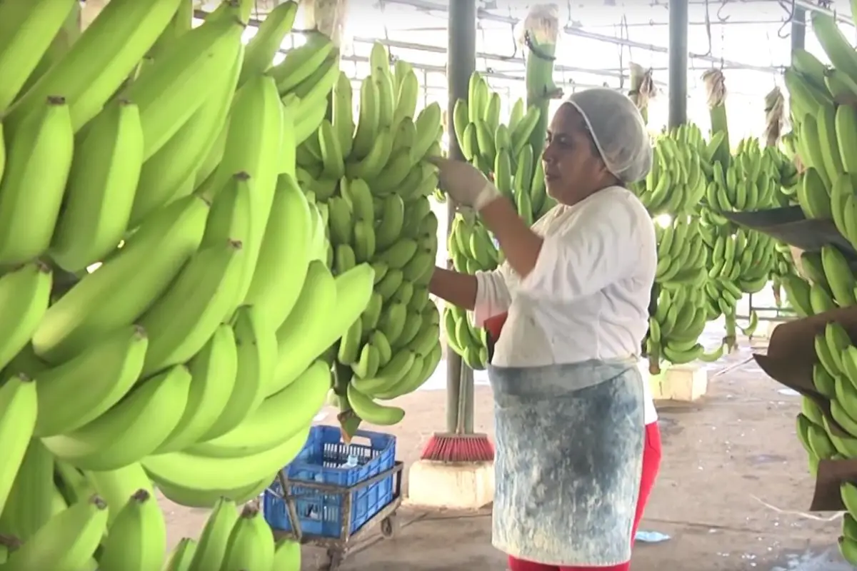 Maga Banano Emisoras Unidas Guatemala, 