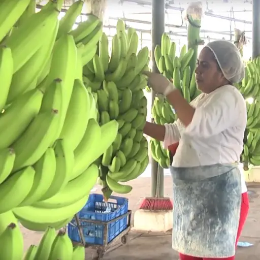 Maga Banano Emisoras Unidas Guatemala ,