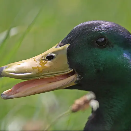 2521803861_15985ee788_b ,