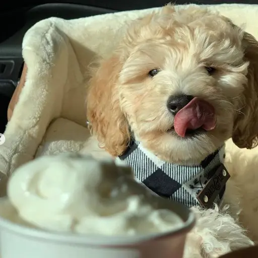 Screen Shot 2019-09-29 at 11.23.48 PM ,