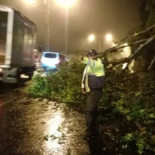 Árbol caído en Bulevar El Naranjo
