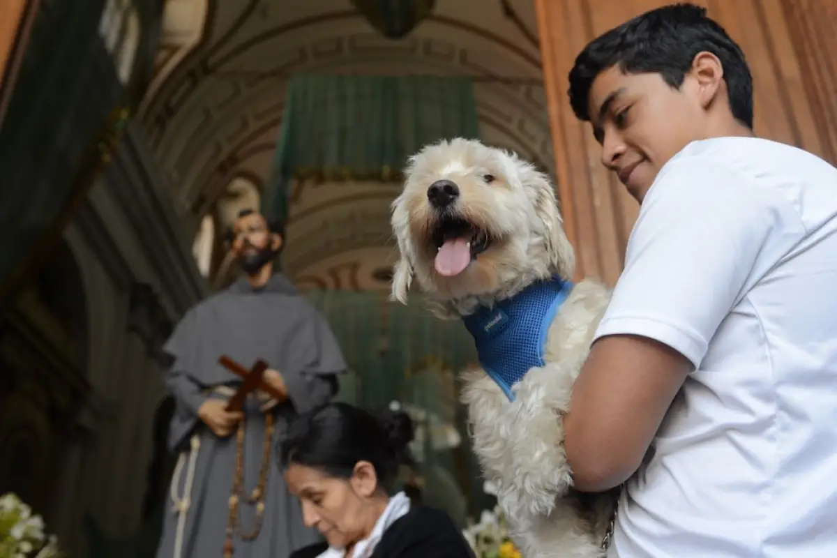 Mascotas perros animales reciben bendición templo san francisco fiestas franciscanas (5), 