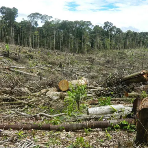 la presencia del narcotráfico causa deforestación en Centroamérica