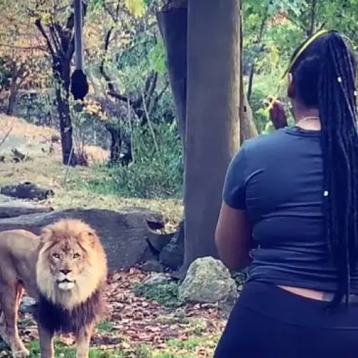 Mujer entra a recinto de leones de zoologico para publicarlo en Instagram