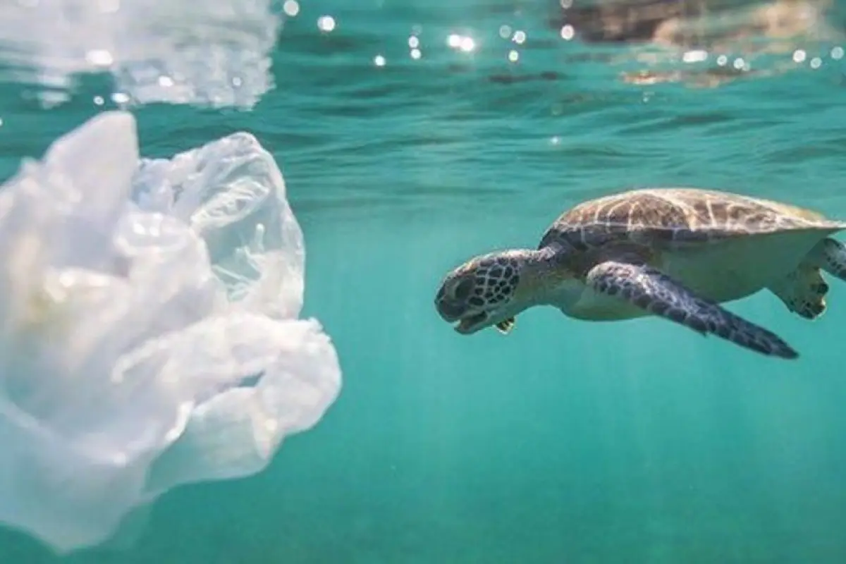 tortuga plásticos contaminación