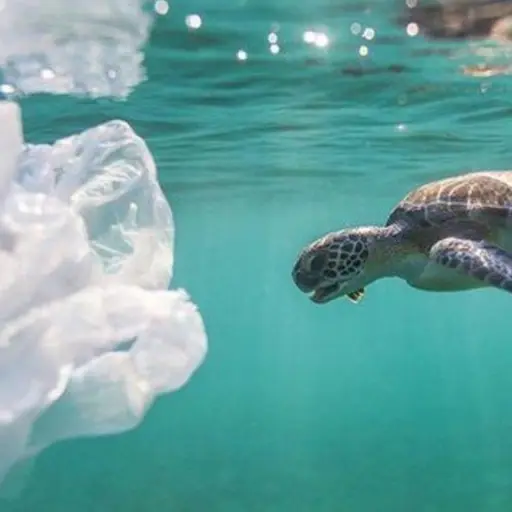 tortuga plásticos contaminación