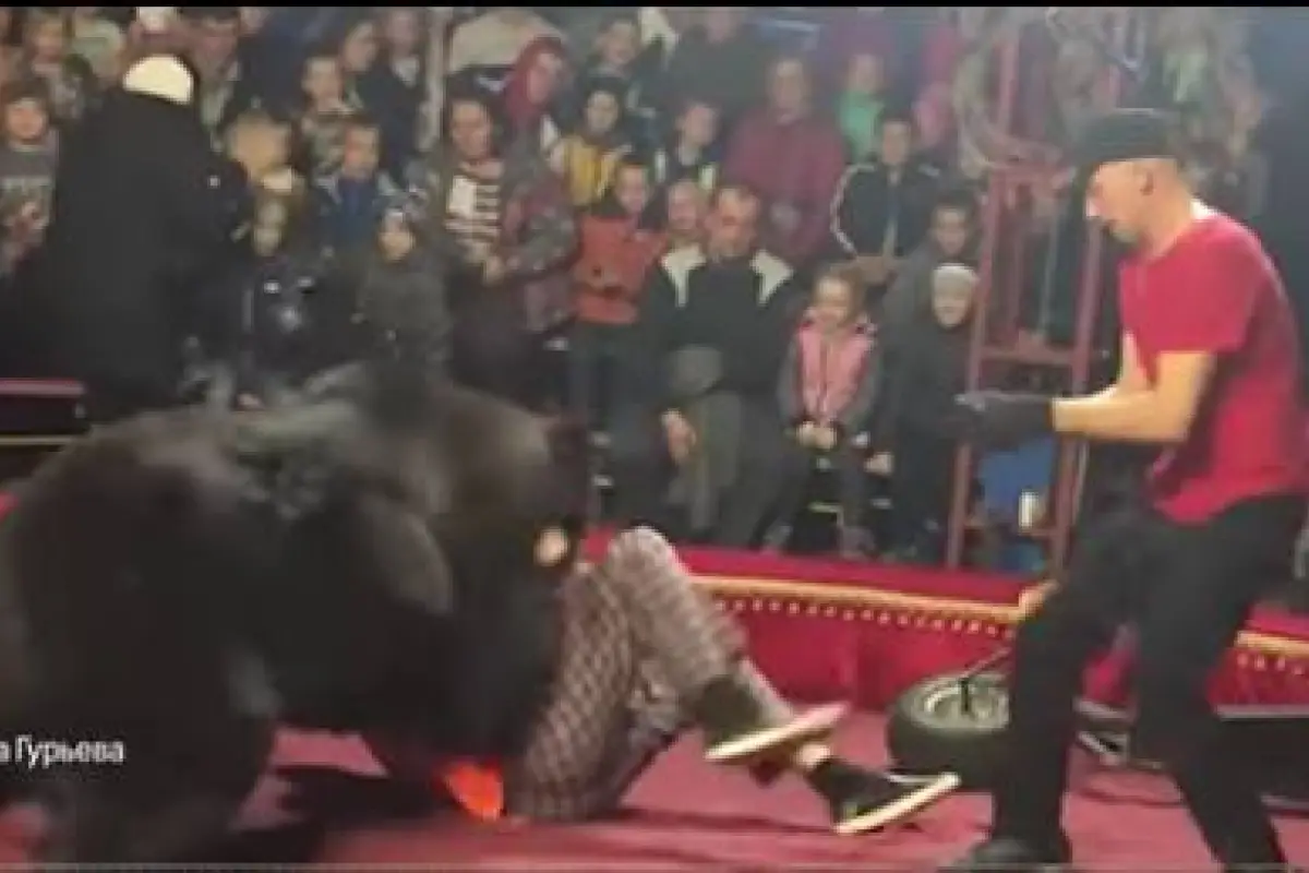 VIDEO: oso atacó a su domador durante función de circo en Rusia