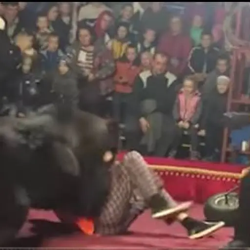 VIDEO: oso atacó a su domador durante función de circo en Rusia