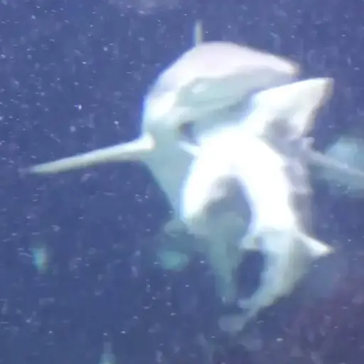 Tiburón se come a otro en un acuario, frente a varias personas