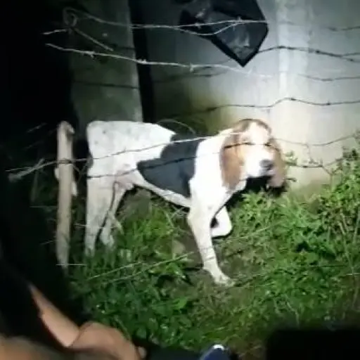 Perro abandonado en Chicacao estaba entre alambre de puas