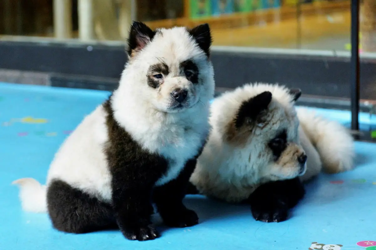 Debate por perros que fueron teñidos para parecer bebés pandas, 