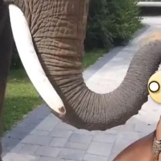 Modelo Playboy elefante