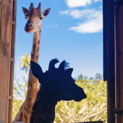 No puede perderse la oportunidad de visitar el Zoológico La Aurora