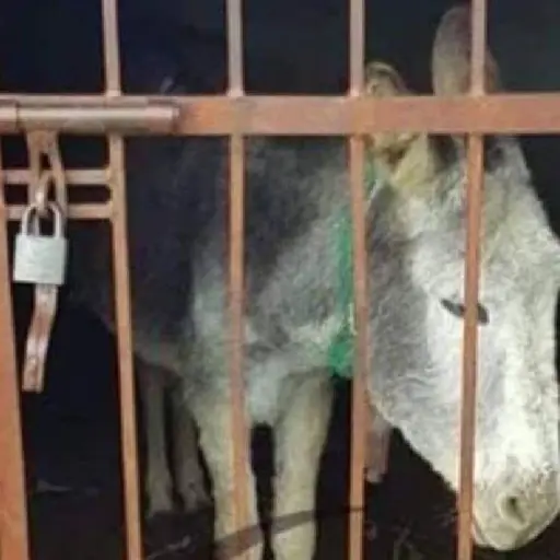Burro en la cárcel Chiapas México ,