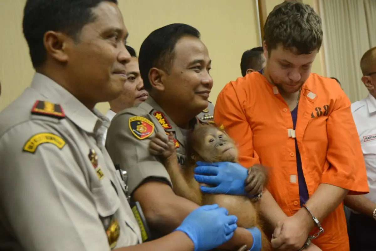 Andrei Zhestkov (R) of Russia stands near a police officer holding an orangutan during a press conference at Ngurah Rai Airport near Denpasar on March 25, 2019. - Zhestkov was arrasted by Indonesian police after he tried to smuggle a baby orangutan inside