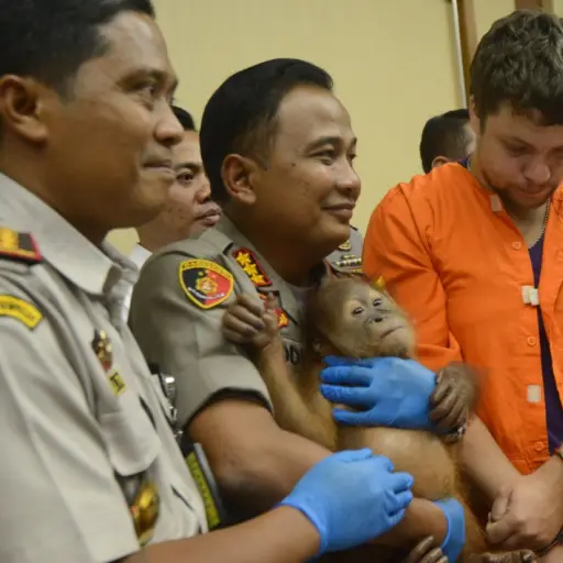 Andrei Zhestkov (R) of Russia stands near a police officer holding an orangutan during a press conference at Ngurah Rai Airport near Denpasar on March 25, 2019. - Zhestkov was arrasted by Indonesian police after he tried to smuggle a baby orangutan inside