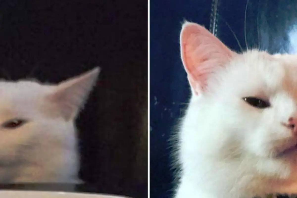 gato-de-la-mesa-meme-smudge-instagram_0, 