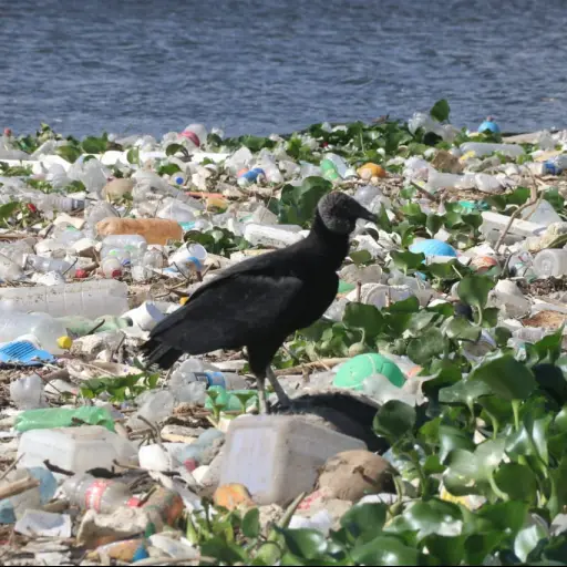 Antes era un paisaje, ahora un pantano. 