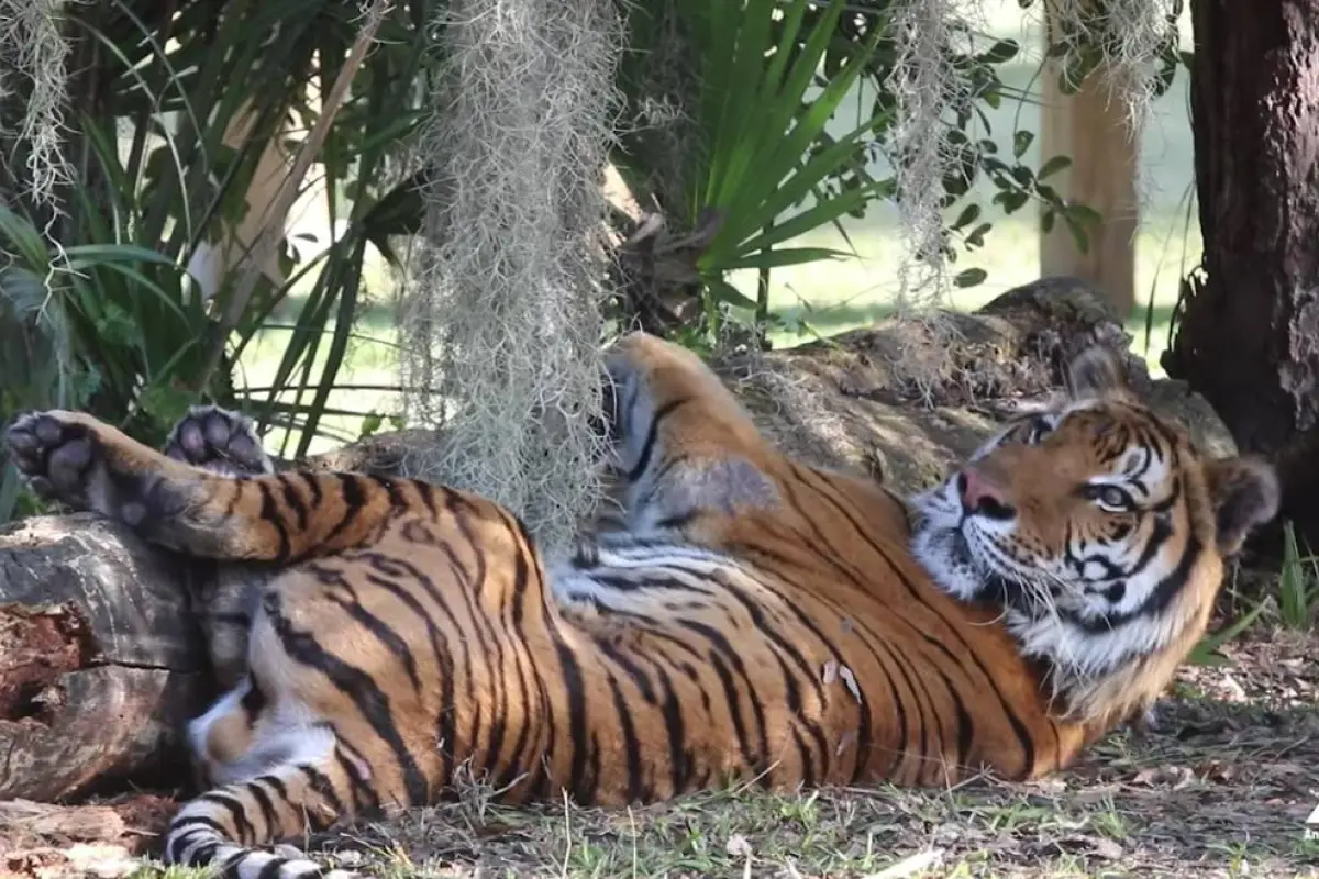 Tigres rescatados de un circo de Guatemala llegan a su nuevo hogar