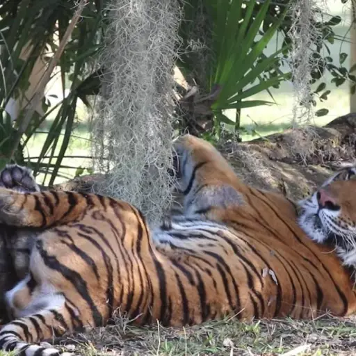 Tigres rescatados de un circo de Guatemala llegan a su nuevo hogar