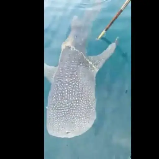 VIDEO: pescadores arriesgan la vida al acercarse demasiado a un tiburón