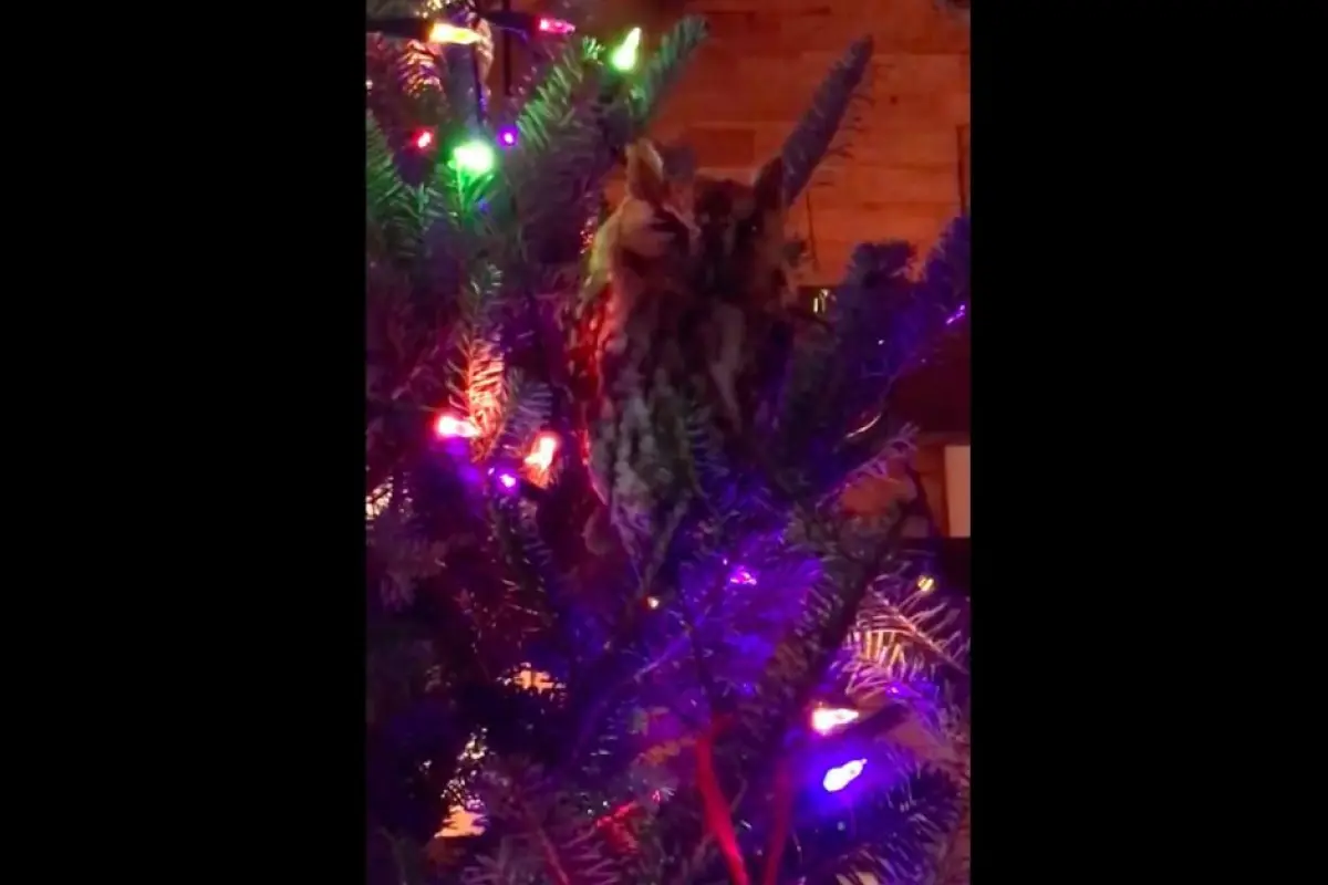 buho en un árbol de navidad Emisoras Unidas Guatemala, 