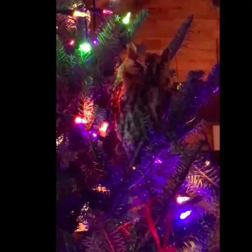 buho en un árbol de navidad Emisoras Unidas Guatemala ,