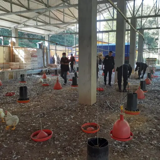 Decomiso de aves en Quetzaltenango