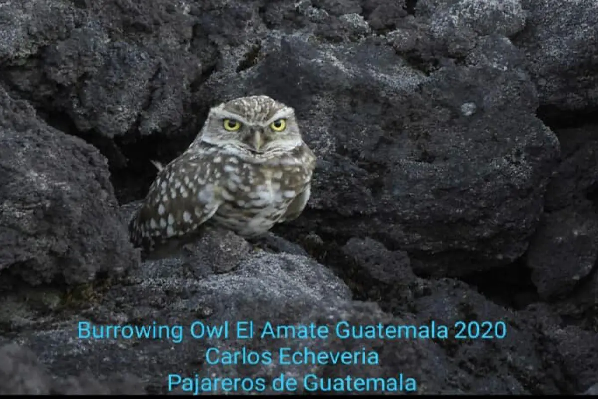 Biólogos guatemaltecos encuentran especie de búho vista hace 100 años por última vez