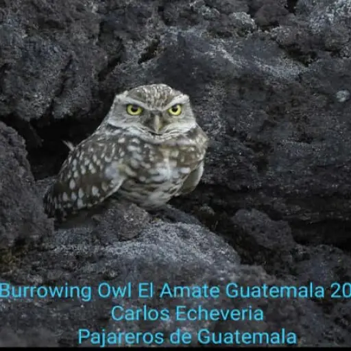 Biólogos guatemaltecos encuentran especie de búho vista hace 100 años por última vez