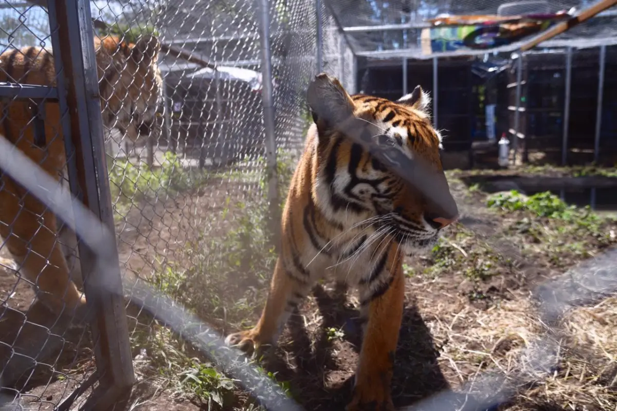 FOTOS: Trasladan a Sudáfrica a 17 felinos rescatados en circos