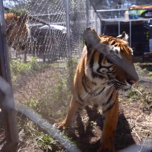 FOTOS: Trasladan a Sudáfrica a 17 felinos rescatados en circos