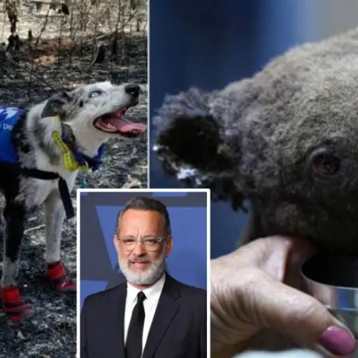 Koalas Canguros Tom Hanks