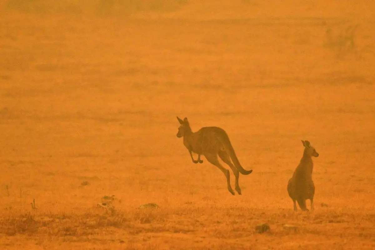 australia-animales, 