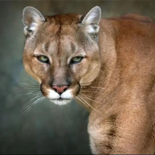Macabro hallazgo en un concurrido sendero en Arizona tres pumas devoraban restos humanos y los mataron 