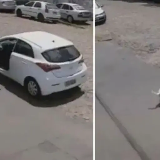 perro Tintín abandono