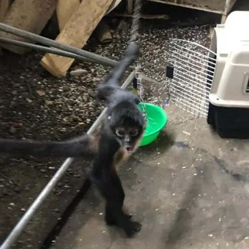 Mono rescatado por el Conap en Coatepeque