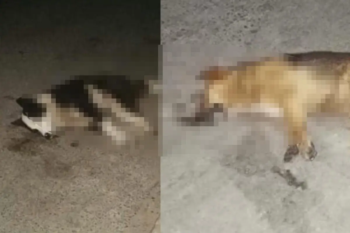 Reportan dos casos de perros muertos en Totonicapán, 