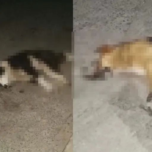 Reportan dos casos de perros muertos en Totonicapán ,